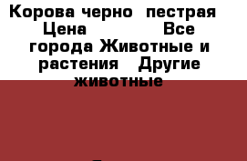Корова черно- пестрая › Цена ­ 30 000 - Все города Животные и растения » Другие животные   . Ямало-Ненецкий АО,Ноябрьск г.